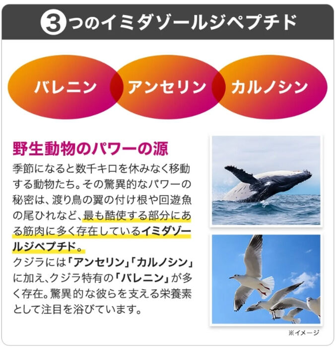 画像4507